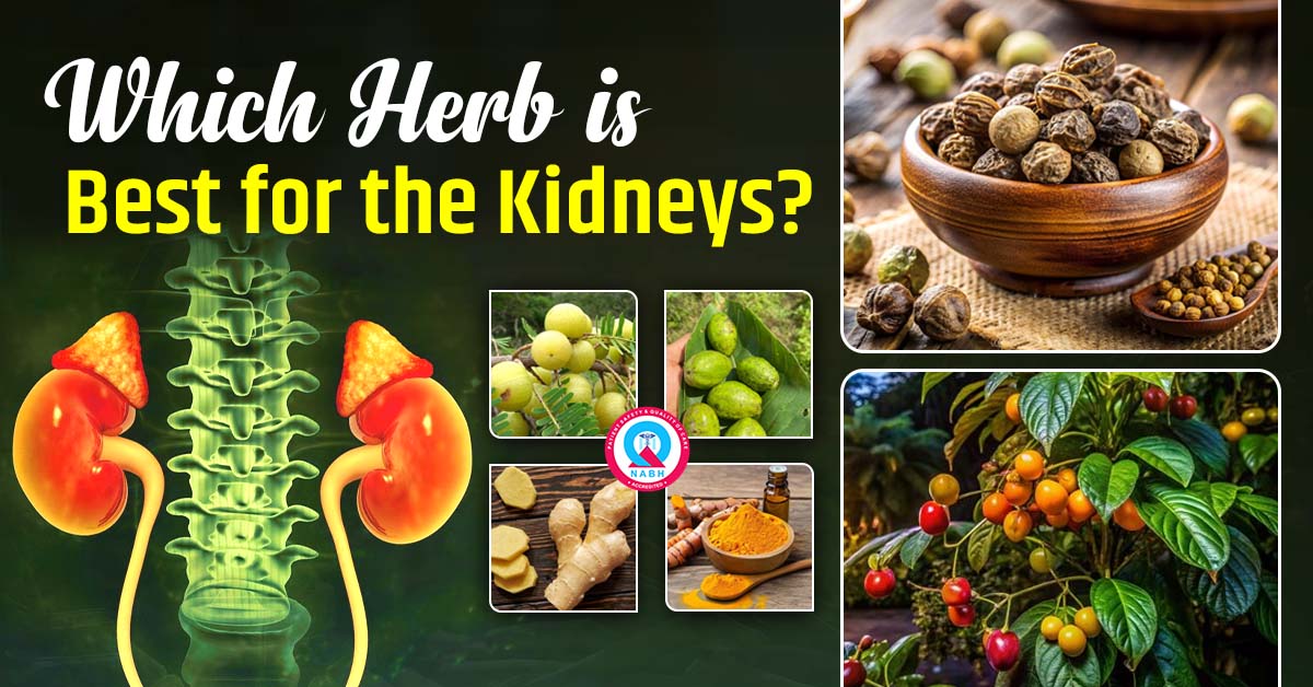 which-herb-is-best-for-the-kidneys